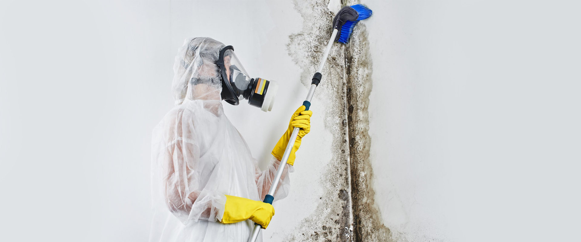 mold removal in los angeles